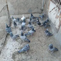 کفتر پلاکی ۱۰ جفت خیلی عالی|پرنده|قم, انسجام|دیوار