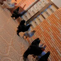 فروش تخم نطفه دار