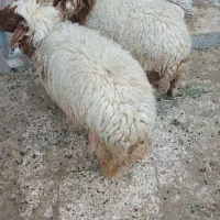 دوعددگوسفندنر گوشتی وچاق