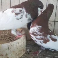 راست سرخ ماده گلدار یال سرخ نر گلدار