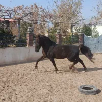 اسب و لوازم سوارکاری|اسب و تجهیزات اسب‌سواری|نجف‌آباد, گلدشت|دیوار