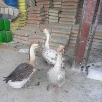 فروش سه عدد غو غاز