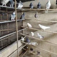 کبوتر کفتر غریب گیری جوجه کهنه