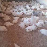 مرغ گوشتی موجود هست