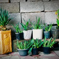 گل و گیاه قلمه گل اناناسی