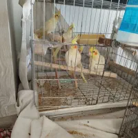 تعدادی عروس هلندی نرومااده