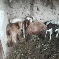 بز بزغاله بره|حیوانات مزرعه|گناباد, |دیوار