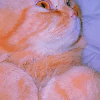 واگذاری گربه ملوس|گربه|دوگنبدان, |دیوار