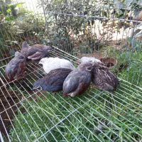 بلدرچین مینیاتوری|پرنده|قائم‌شهر, |دیوار