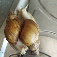 حلزون آچاتینا
