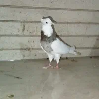 طوقی سرور مهر|پرنده|کرج, حصارک پایین|دیوار