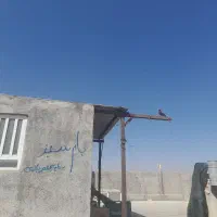 کبوتر نر کله ماستی