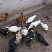اردک اسرائیلی