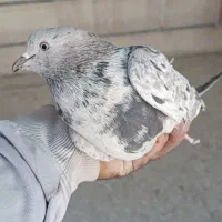 کبوتر پرشی تهرون|پرنده|ری, ظهیرآباد|دیوار