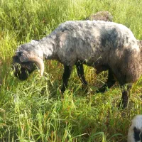 کاوه قوچ ترکی