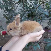 بچه خرگوش