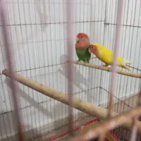 پرنده