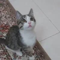 گربه واکسینه و شناسنامه دار