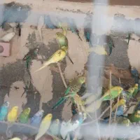 مرغ عشق معاوضه