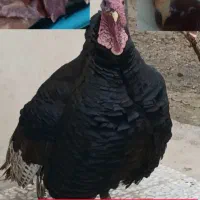 بوقلمون مولد