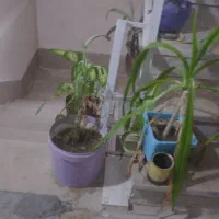 فروش چند گل تازه