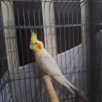 عروس هلندی نر