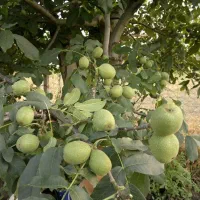 تولید نهال فرنور مقاوم به سرما