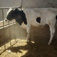 گوساله نر مهریز