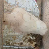 اردک|حیوانات مزرعه|دزفول, |دیوار