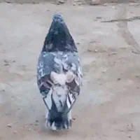 سرور نر|پرنده|کبودرآهنگ, |دیوار