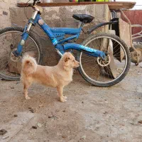 سگ پا کوتاه سگ خونگی