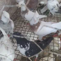 کبوتر طوقی و تهرانی درهم