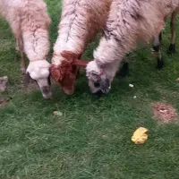 گوسفند برای قربانی و نگهداری و بره نر