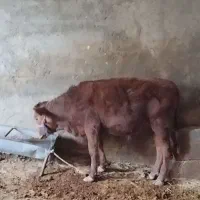 چهارعدد گوساله دوتا نر دوتا ماده|حیوانات مزرعه|کوهدشت, |دیوار