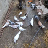 کفتر