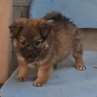 سگ افغان تایگر گلدن رتریور ژرمن بلک پامراشپیتز|سگ|کرمان, |دیوار