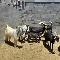 بز کهره|حیوانات مزرعه|ارسنجان, |دیوار