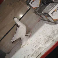 بوینی قرمز تهرانی