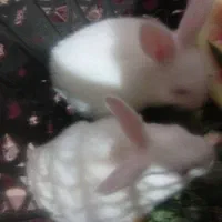 ۲عددبچه خرگوش سفید چشم قرمز