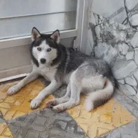 سگ نژاد هاسکی