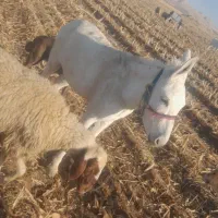 درجه یک ناو رانی|حیوانات مزرعه|دشت ذهاب, |دیوار