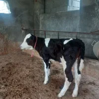 یک راس گوساله سیمینتال ماده جنس اصیل خوراک خور|حیوانات مزرعه|بندر ترکمن, |دیوار