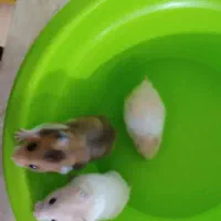 همستر نازنازی|موش و خرگوش|مشهد, گاز|دیوار