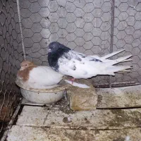 پرنده کبوتر