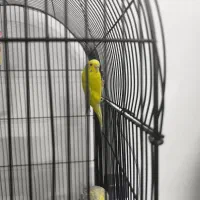 عروس هلندی و مرغ عشق قفس|پرنده|چناران, |دیوار