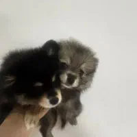 پامرروباهی|سگ|رشت, حمیدیان|دیوار