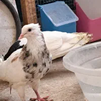 طوقی جوجه امسالی