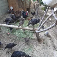 تعدادی بقلمو بفروش میرسد فلاورجان|حیوانات مزرعه|فلاورجان, |دیوار