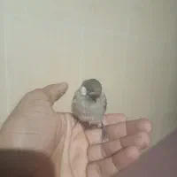 قناری محلی