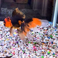 آکواریوم، ۴ عدد گلدفیش گرید A